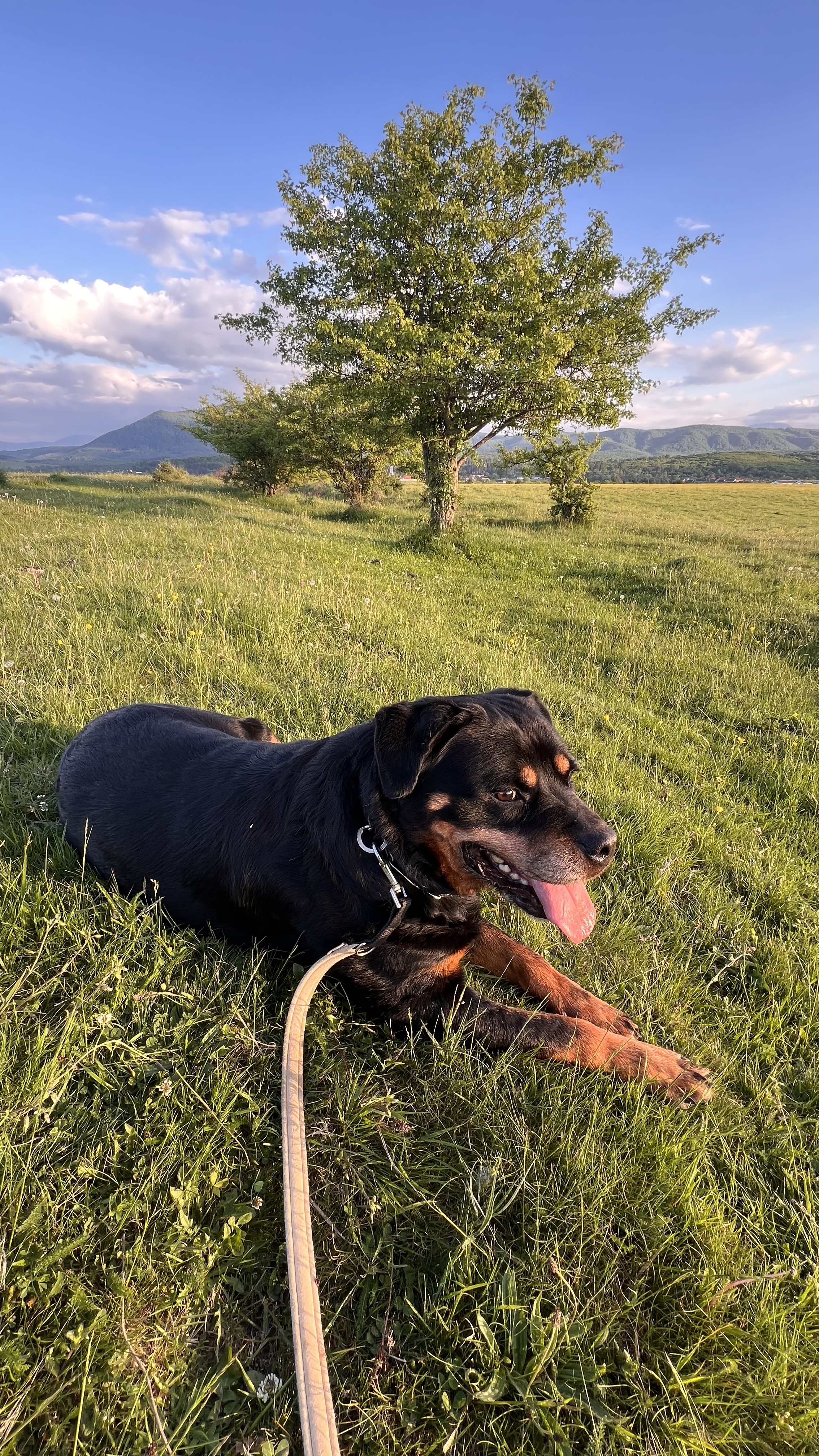 Câine în luncă